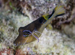 Peterson shrimp cleaning a sharpnose puffer by Robert Michaelson 
